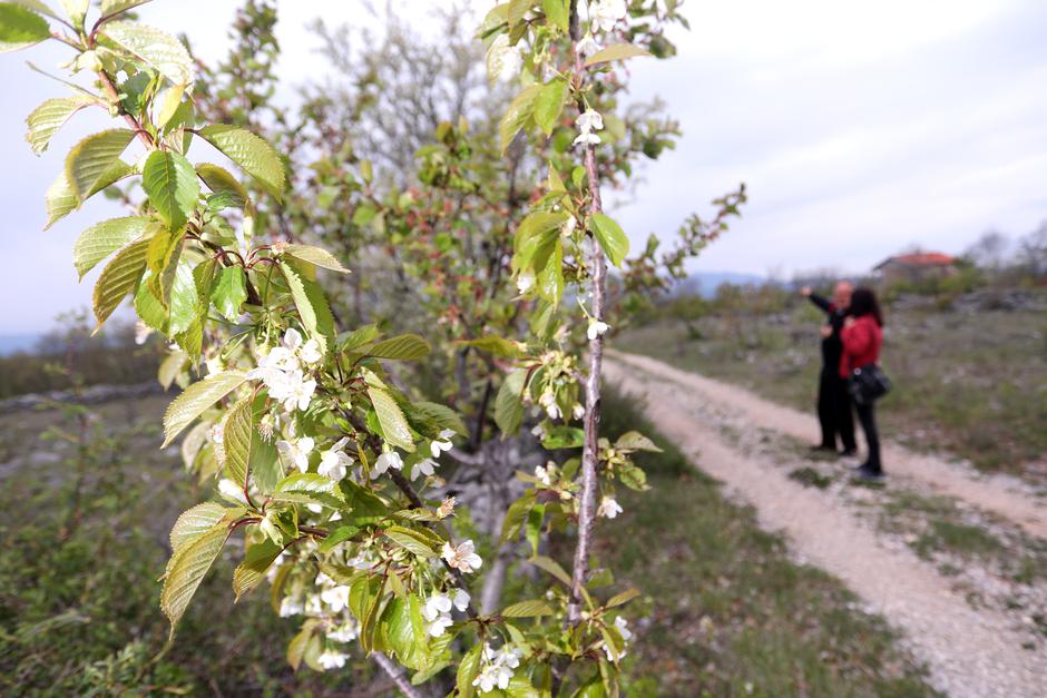 Medvidovići: U rodnom selu Slavko Medvidović napravio voćnjak po cijelom mjestu