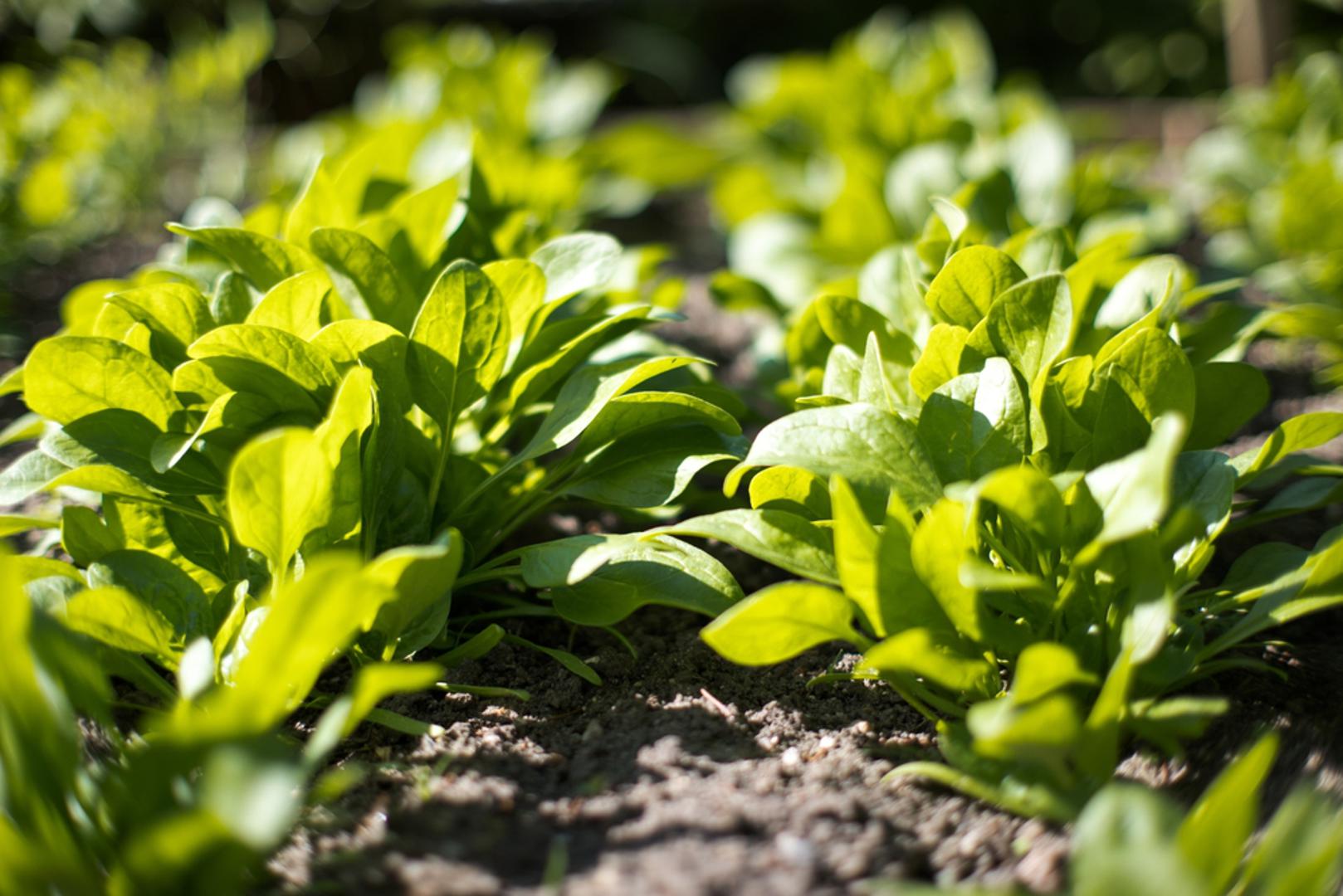 Špinat: Špinat je klasik za ranu sjetvu jer voli hladnije vrijeme i dobro podnosi lagani mraz. Sijte ga u plitke redove, a klijanje će biti brže ako tlo nije previše mokro i ako ga prekrijete tankim slojem prosijane zemlje. Za sigurniju berbu, posijte ga u dva navrata u razmaku od 10 do 14 dana, pa ćete duže imati mlade listove.