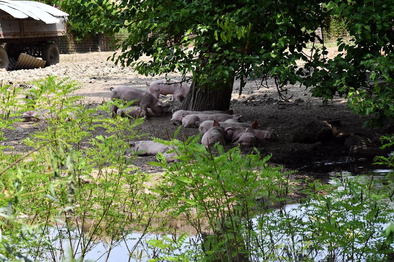 Posavski Podgajci: U selima uz Savu prvi puta u Hrvatskoj pojavila se afrička svinjska kuga 