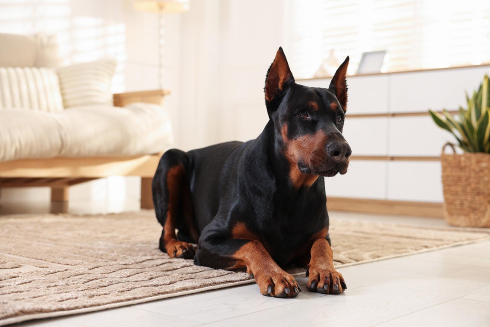 Doberman: Doberman je inteligentan, budan i hrabar pas koji se često posebno snažno veže uz svojeg vlasnika. Kada je pravilno odgojen i socijaliziran, može biti nježan obiteljski pratitelj i pouzdan čuvar. Ne odgovara mu život bez aktivnosti i kontakta s ljudima jer zahtijeva mnogo treninga, kretanja i zajedničkog vremena.