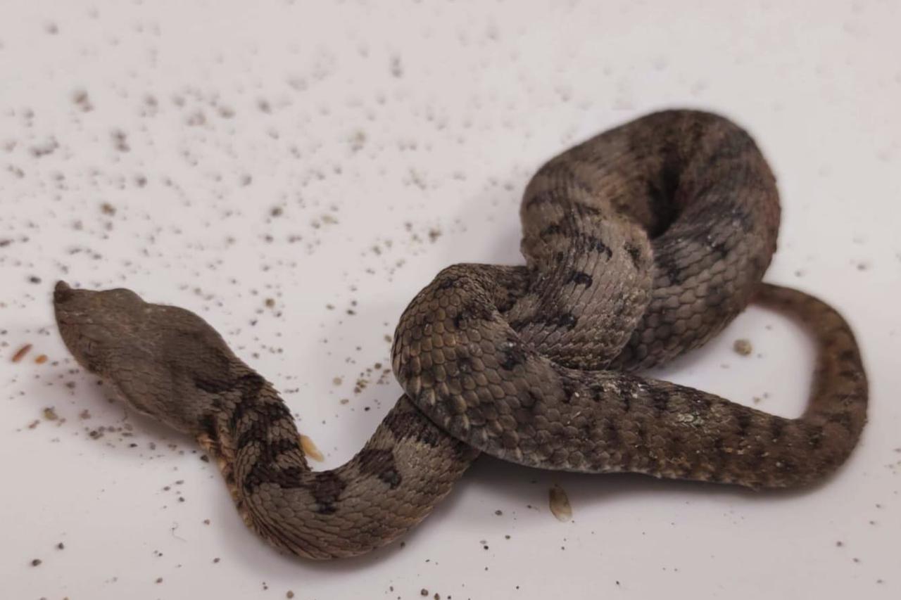 Poskok na području Sesveta