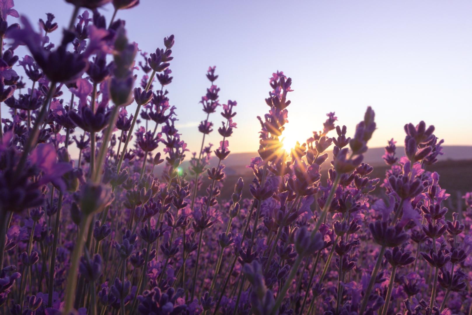 Lavanda: Lavanda je jedna od najpoznatijih biljaka koje se koriste za tjeranje komaraca, moljaca i drugih nepoželjnih kukaca. Njezin intenzivan miris ljudima je ugodan, ali mnogim insektima ne odgovara, zbog čega je odličan izbor za sadnju uz terase, staze i prozore. Voli sunce, propusno tlo i ne traži puno vode pa je idealna za ljetne vrućine.