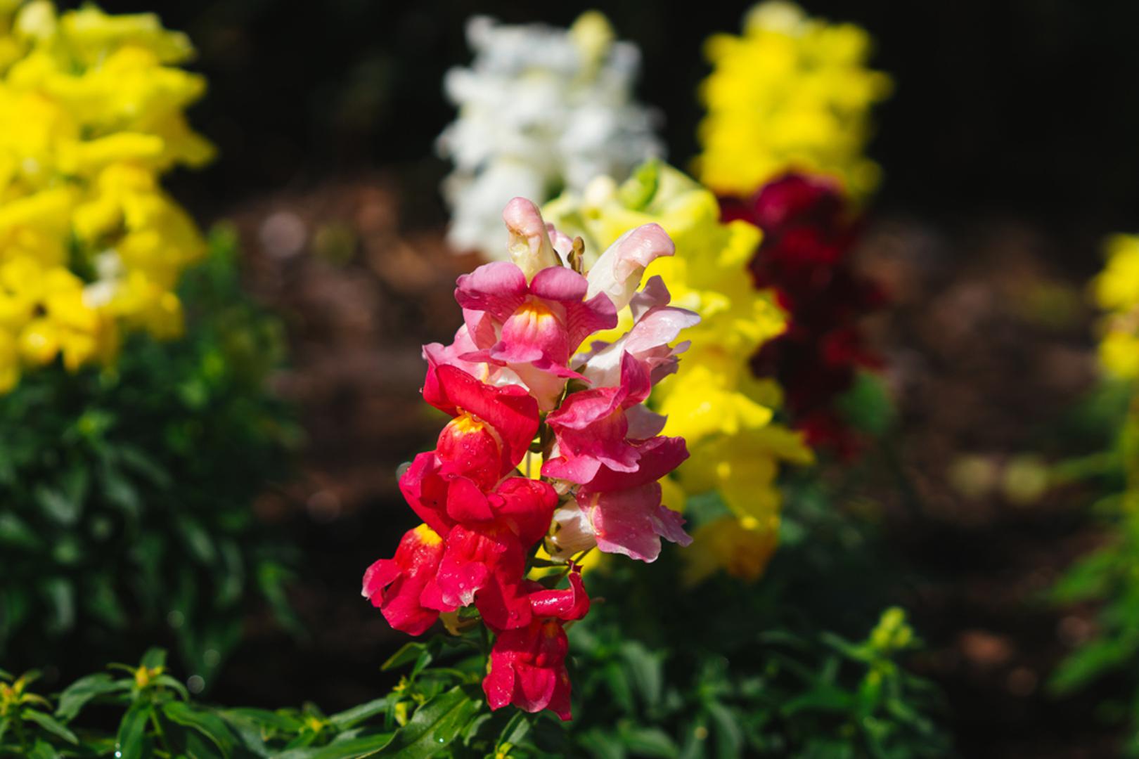 2. Zijevalice: Zijevalice stvaraju visoke šiljke ukrašene cvjetovima nalik zmajevima u različitim pastelnim i živim bojama. Ove biljke mogu narasti od 30 do 90 centimetara, što ih čini savršenim za vrtove s reznicama ili kao biljke za rubove. Suptilan miris povećava njihov šarm. Cvjetni šiljci cvjetaju odozdo prema gore i mogu trajati nekoliko tjedana u vazama. Zijevalice treba posijati površinski na vlažnoj mješavini jer svjetlost pomaže klijanju. Pokrijte posude plastikom dok izbojci ne niknu za 10 do 20 dana.