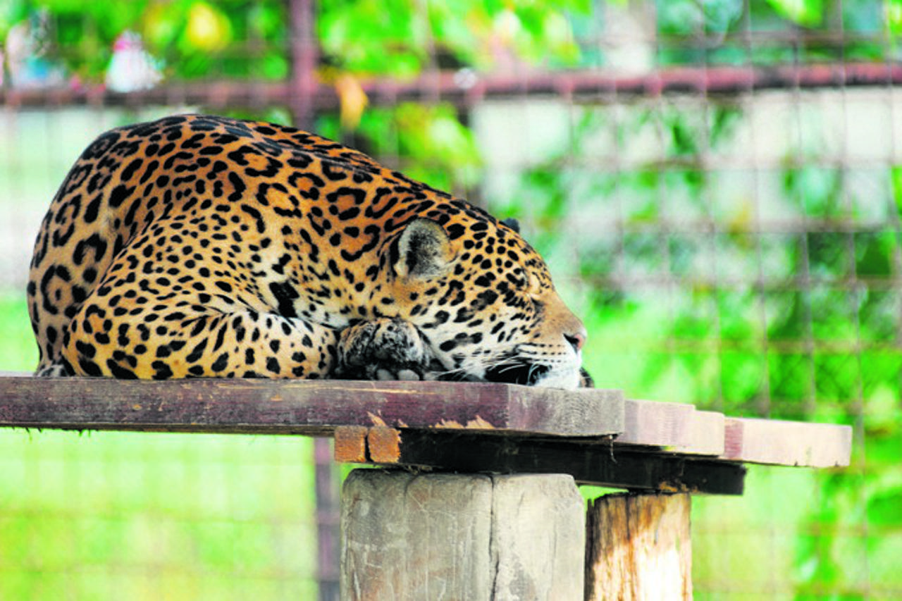 zoo