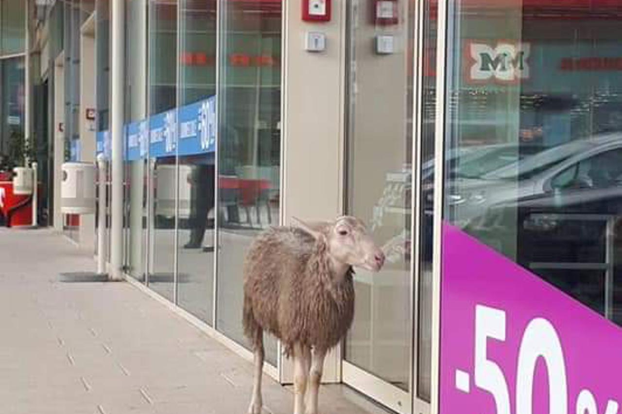 Ovca na ulicama Čakovca