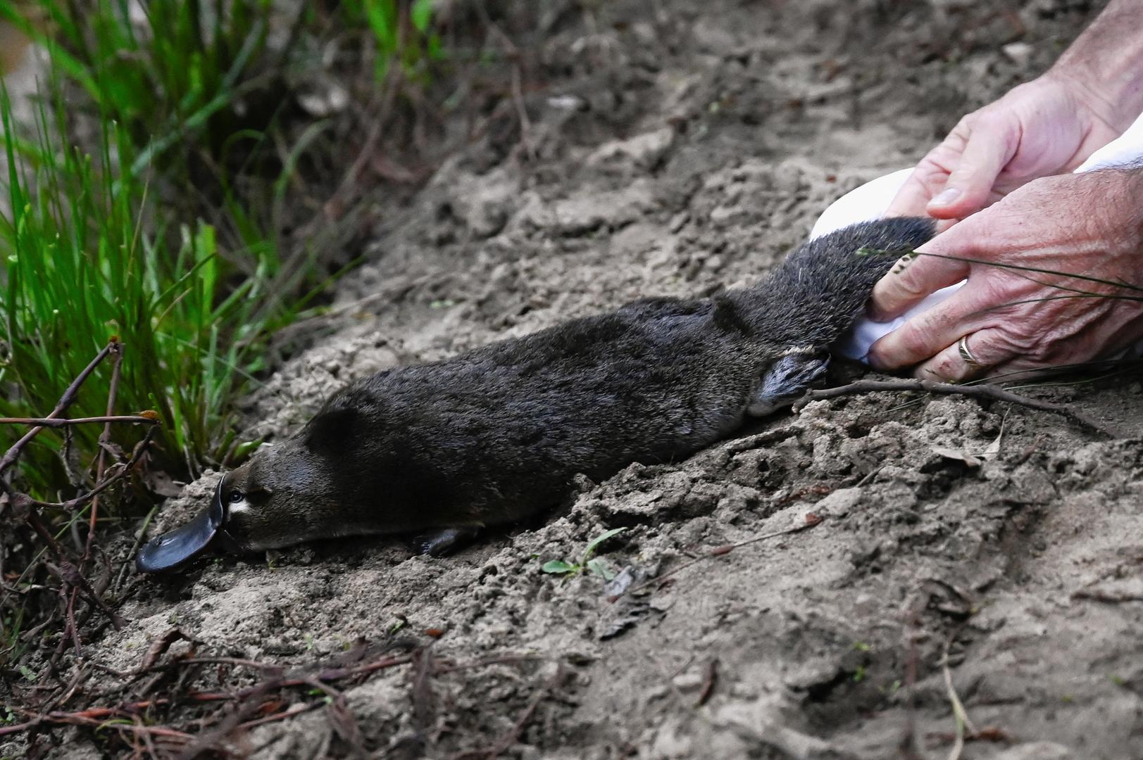 A platypus is released by CEO of Taronga Zoo Cameron Kerr and Scientists back into Sydney’s Royal National Park for the first time in over fifty years, in Sydney, Australia, May 12, 2023.  REUTERS/Jaimi Joy Photo: JAIMI JOY/REUTERS