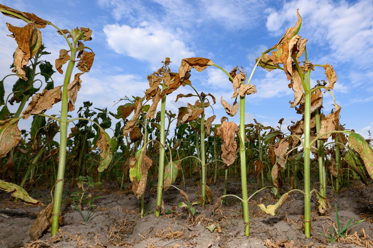 Njema?ka: Suša u poljoprivredi