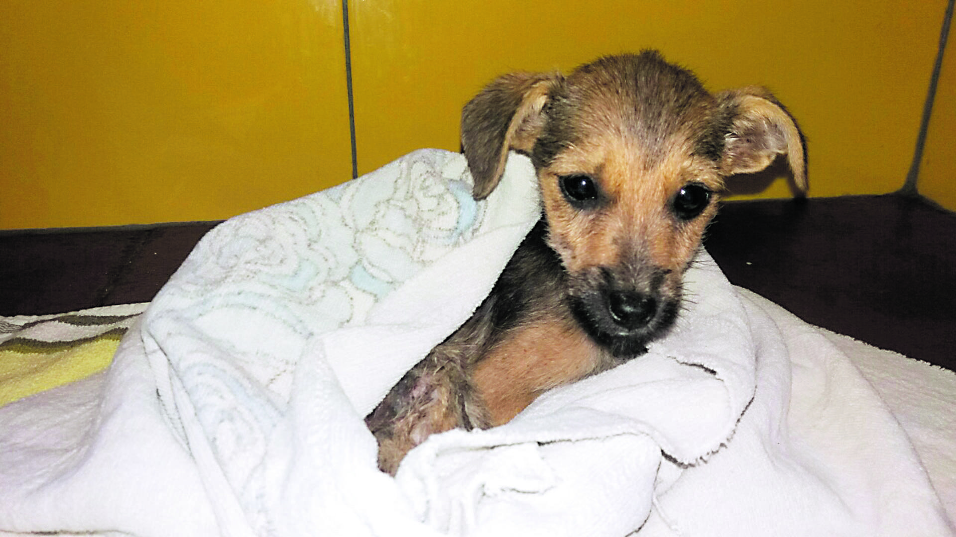 Pas Mrvica čudom je preživio