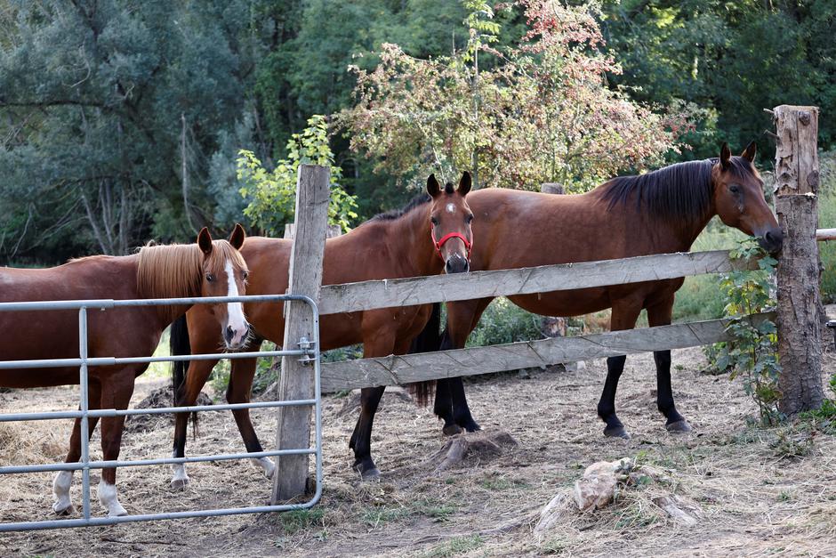 French Interior Minister Gerald Darmanin attend a meeting with horse breeders - Plailly