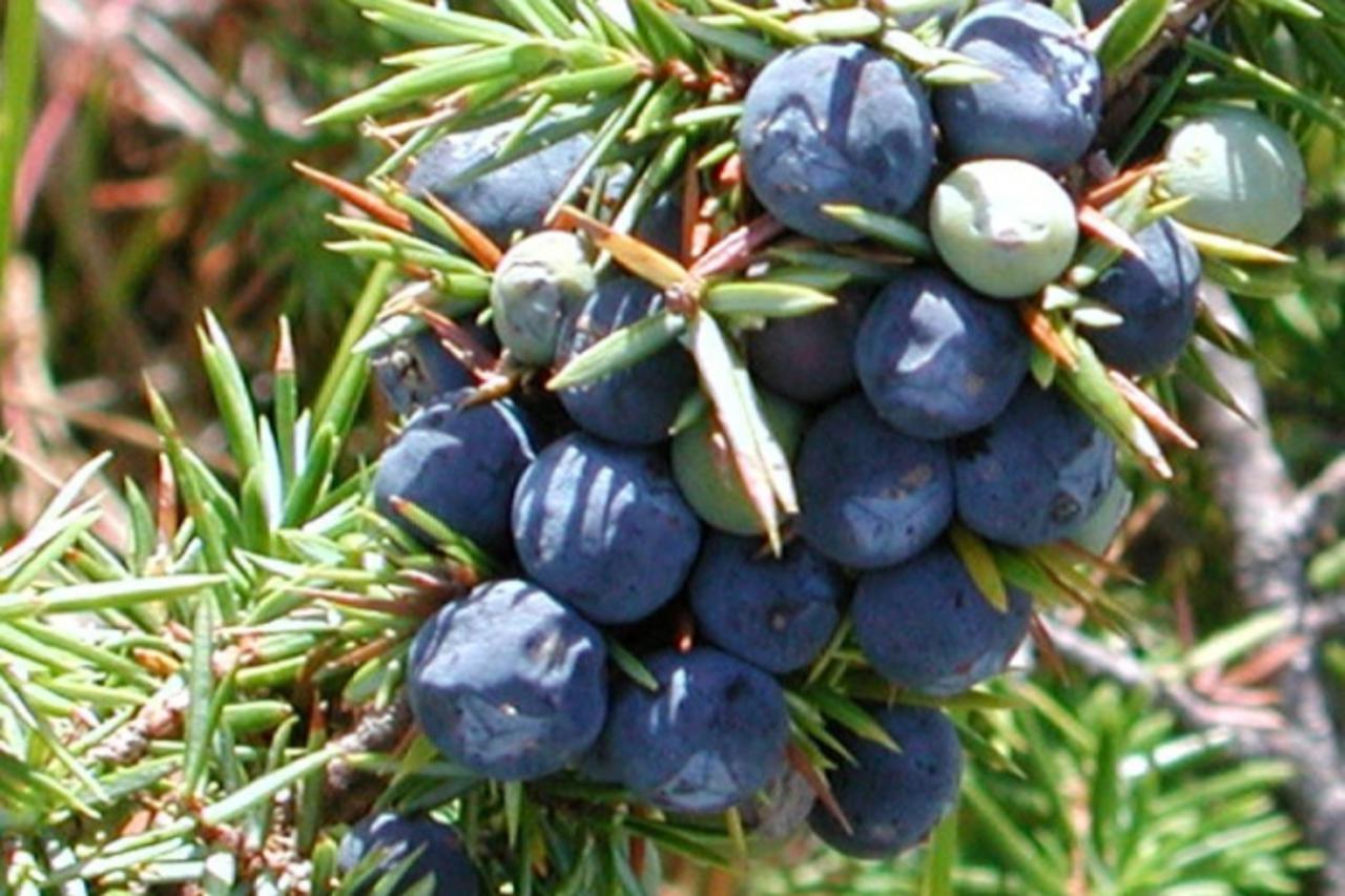 borovica
