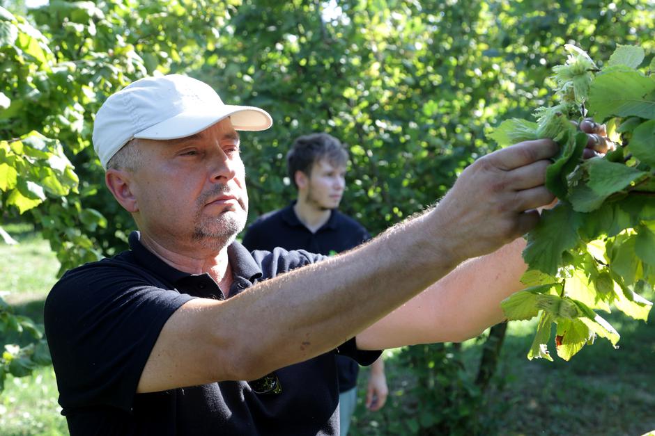 Zagreb: OPG Filip Krznar, uzgoj i proizvodi od lješnjaka