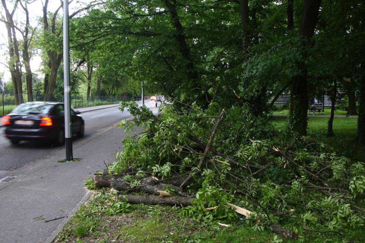 slomljeno drvece (1)