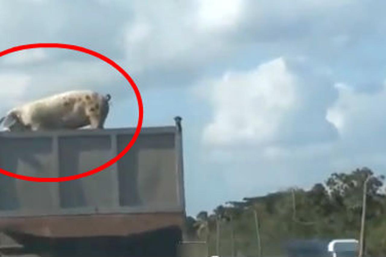 Svinja iskočila iz kamiona