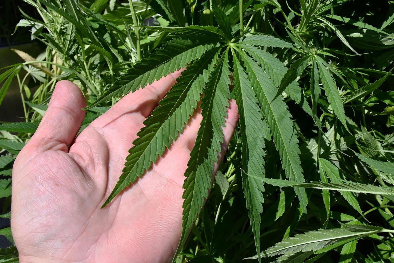 Slavonski Brod: Konferencija za medije u vezi pronalaska nasada marihuane