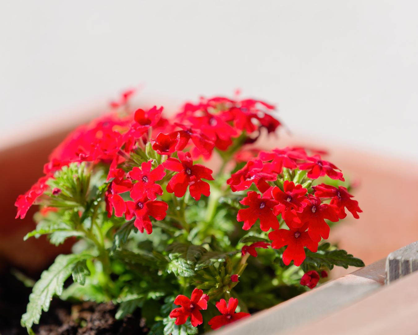 6. Verbena: Verbena stvara guste jastuke cvjetova koji privlače pčele i leptire te unose živost na balkon. Za normalan rast i razvoj potrebno joj je puno sunca, umjereno zalijevanje i povremeno uklanjanje ocvalih cvjetova.