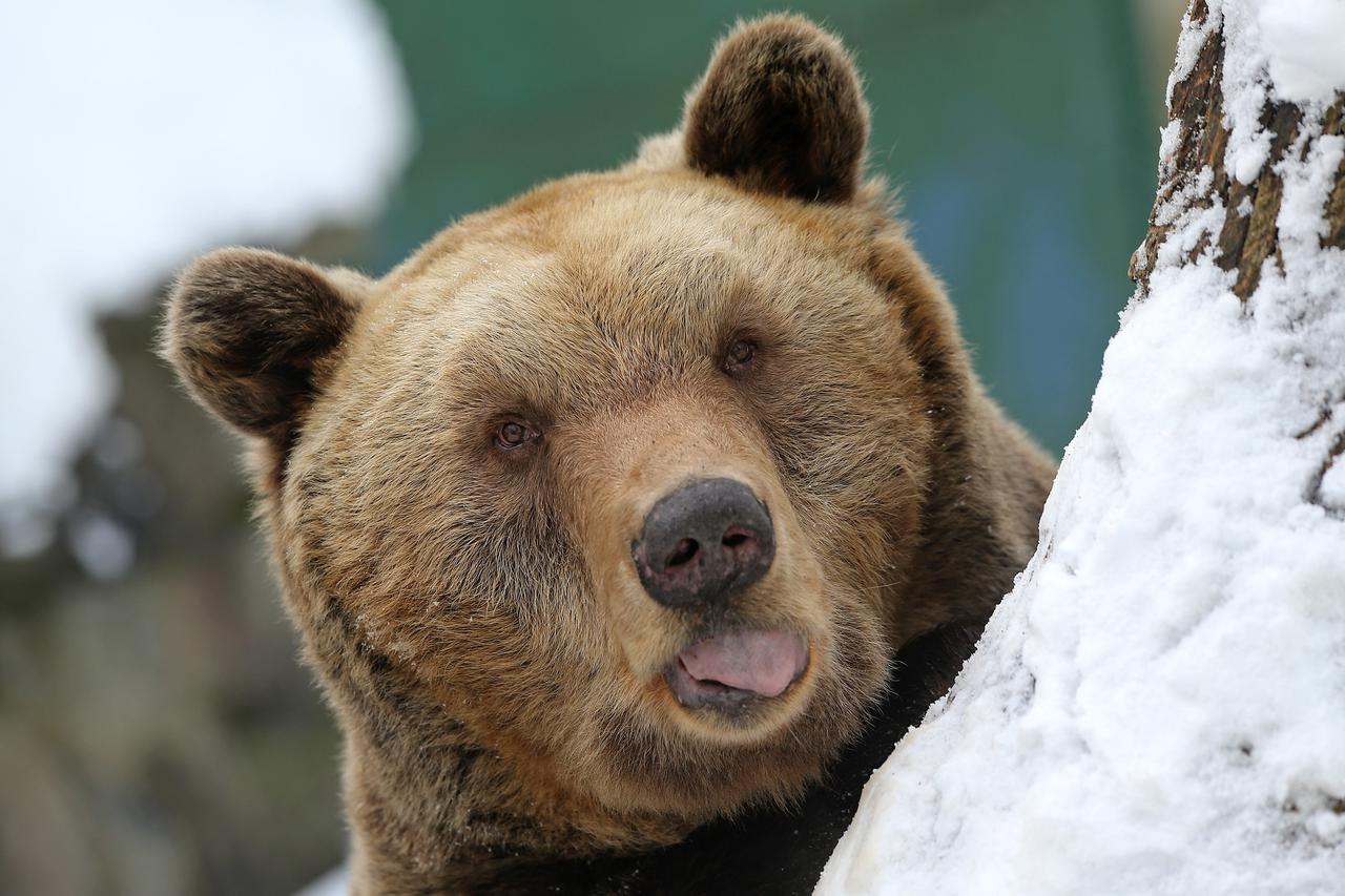19.01.2013., Zagreb - Zooloski vrt Zagreb u parku Maksimir pod snjeznim je pokrivacem i tek rijetke zivotinje uzivaju u snjeznim radostima. Smedji medvjed.  Photo: Igor Kralj/PIXSELL