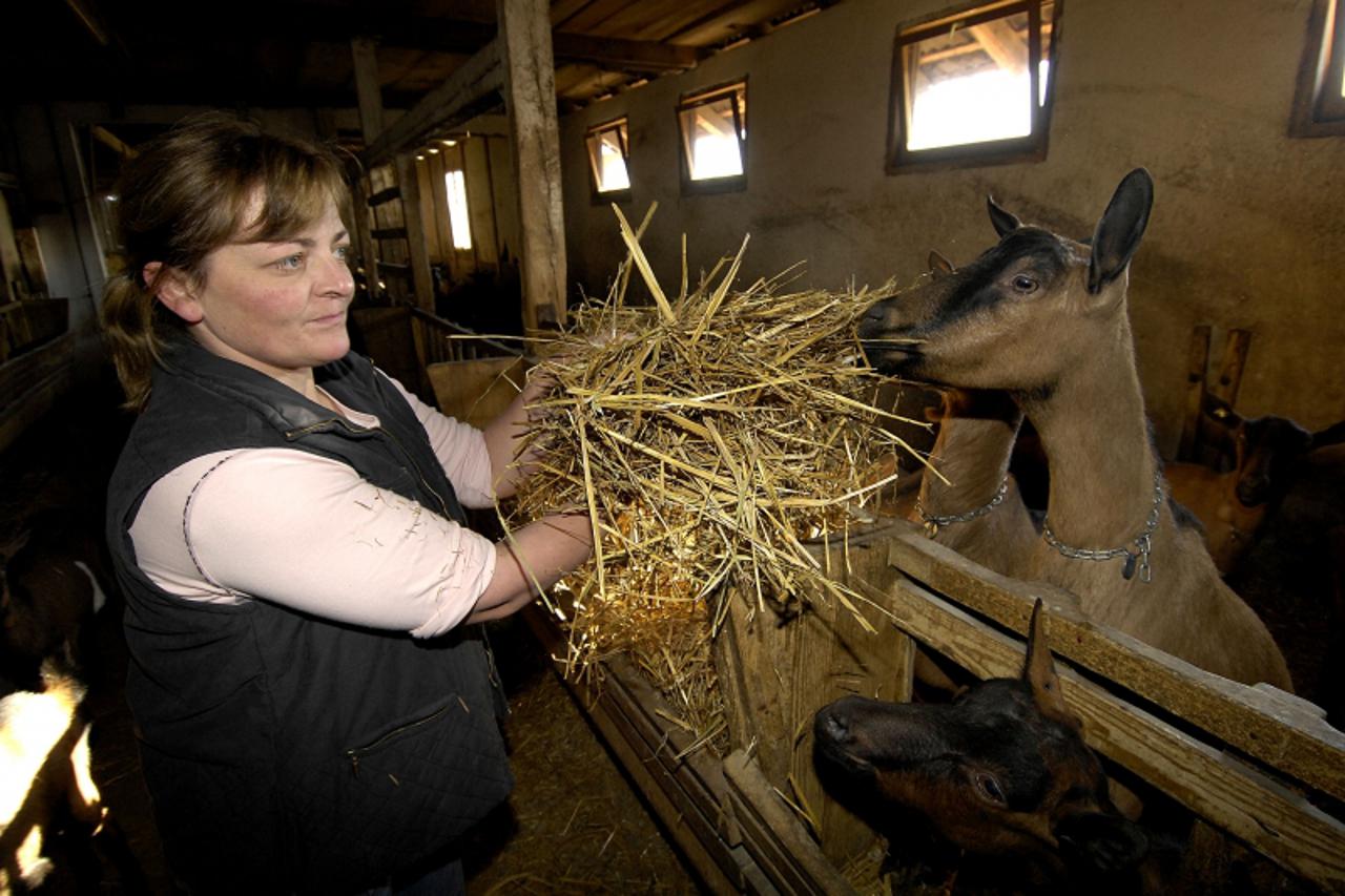 'VARAZDIN/MEDJIMURJE- 18.11.08., Vularija, Hrvatska- Erika Baranasic, uzgajivacica koza. Photo: Vjeran Zganec-Rogulja/Vecernji list'