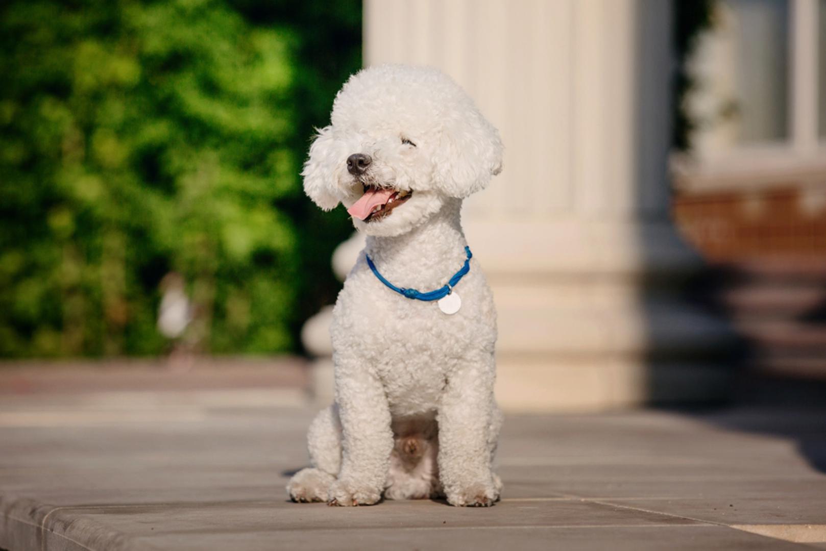 Bichon frisé: Ako postoji pas koji i kao odrasla životinja izgleda poput bijelog plišanog medvjedića, onda je to bichon frisé. Kovrčava bijela dlaka, tamne okrugle oči i malen rast daju mu izrazito mladenački izgled, dok vesela i zaigrana narav dodatno pojačava dojam da nikada nije potpuno odrastao. Njegova se dlaka relativno malo linja, ali zato zahtijeva redovito četkanje, šišanje i profesionalnu njegu kako bi ostala zdrava i uredna.