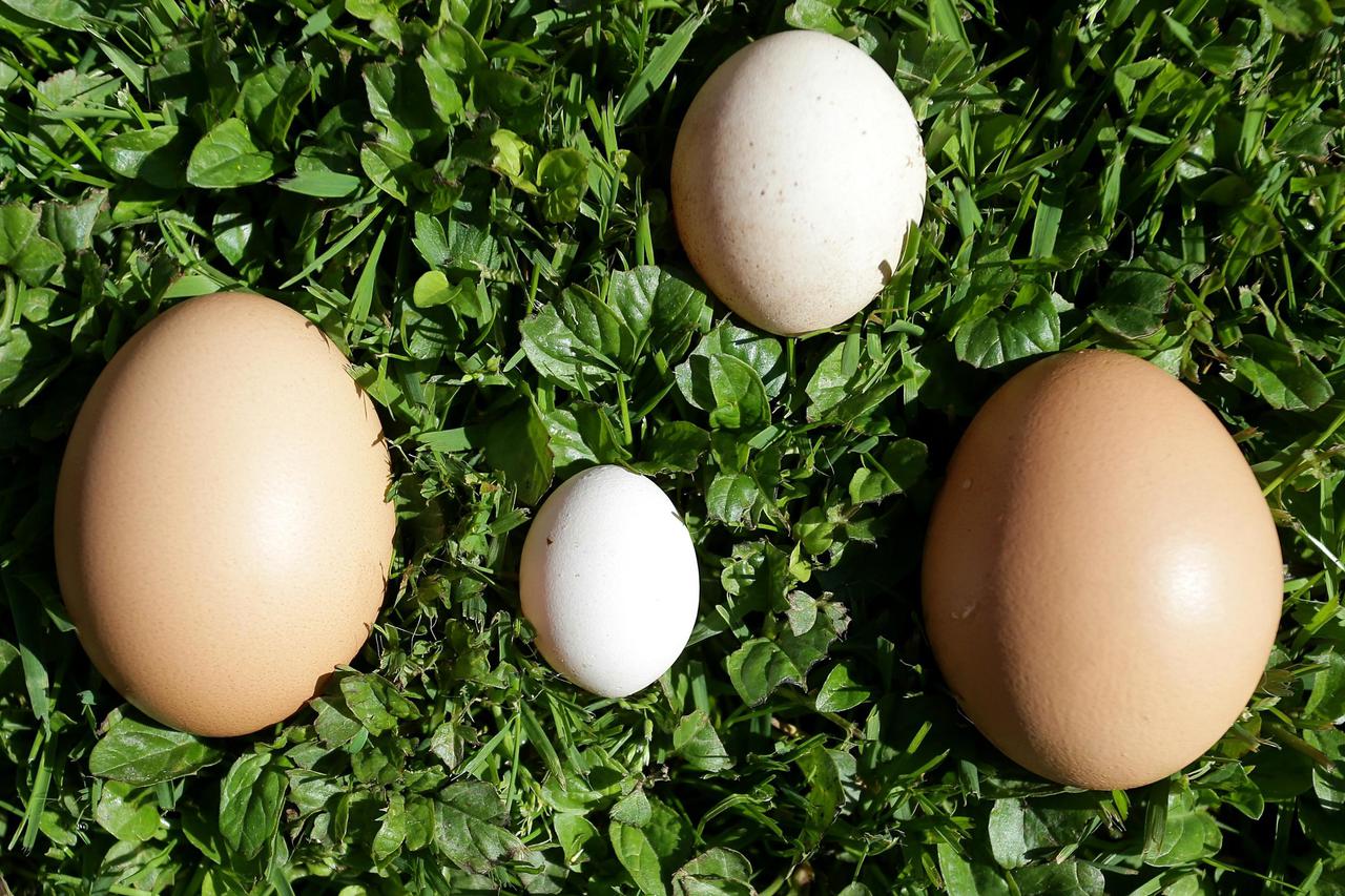 jaja