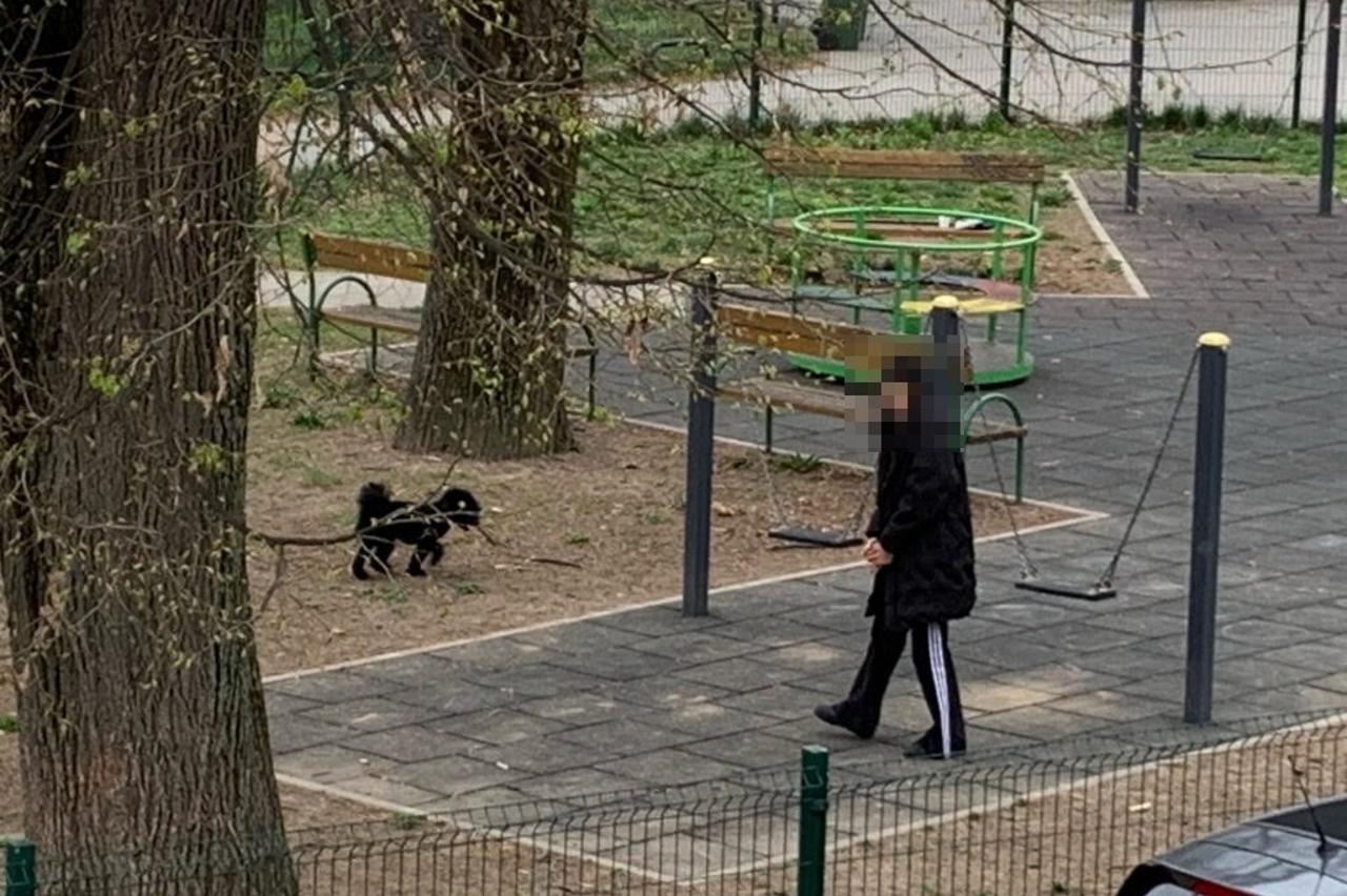Psi u parku