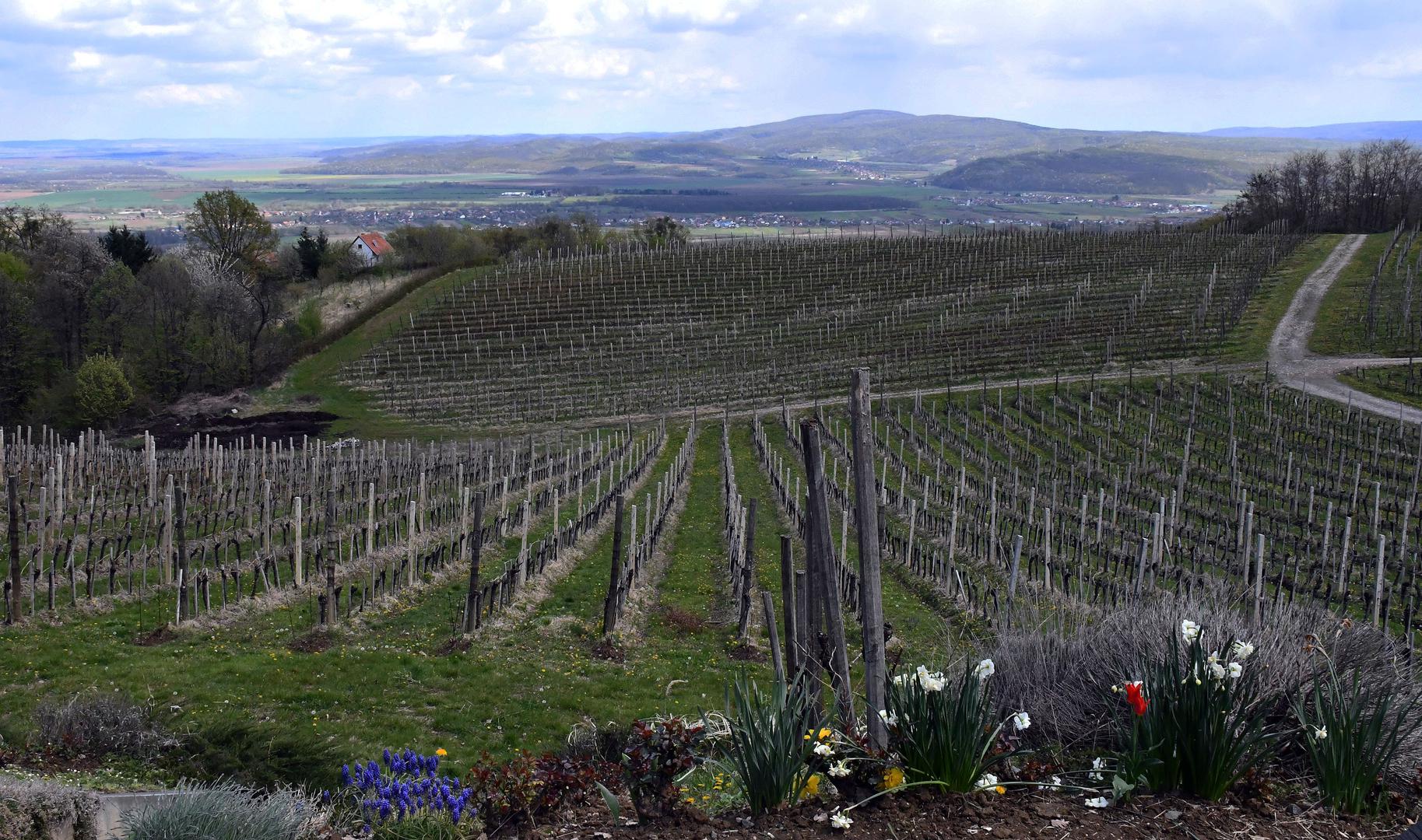 15.04.2021., Pleternica - Vinaria Markota - enolog Franjo Markota u obiteljskoj vinariji, u vinogradu na Cesti ruza i vina...
Photo: Ivica Galovic/PIXSELL