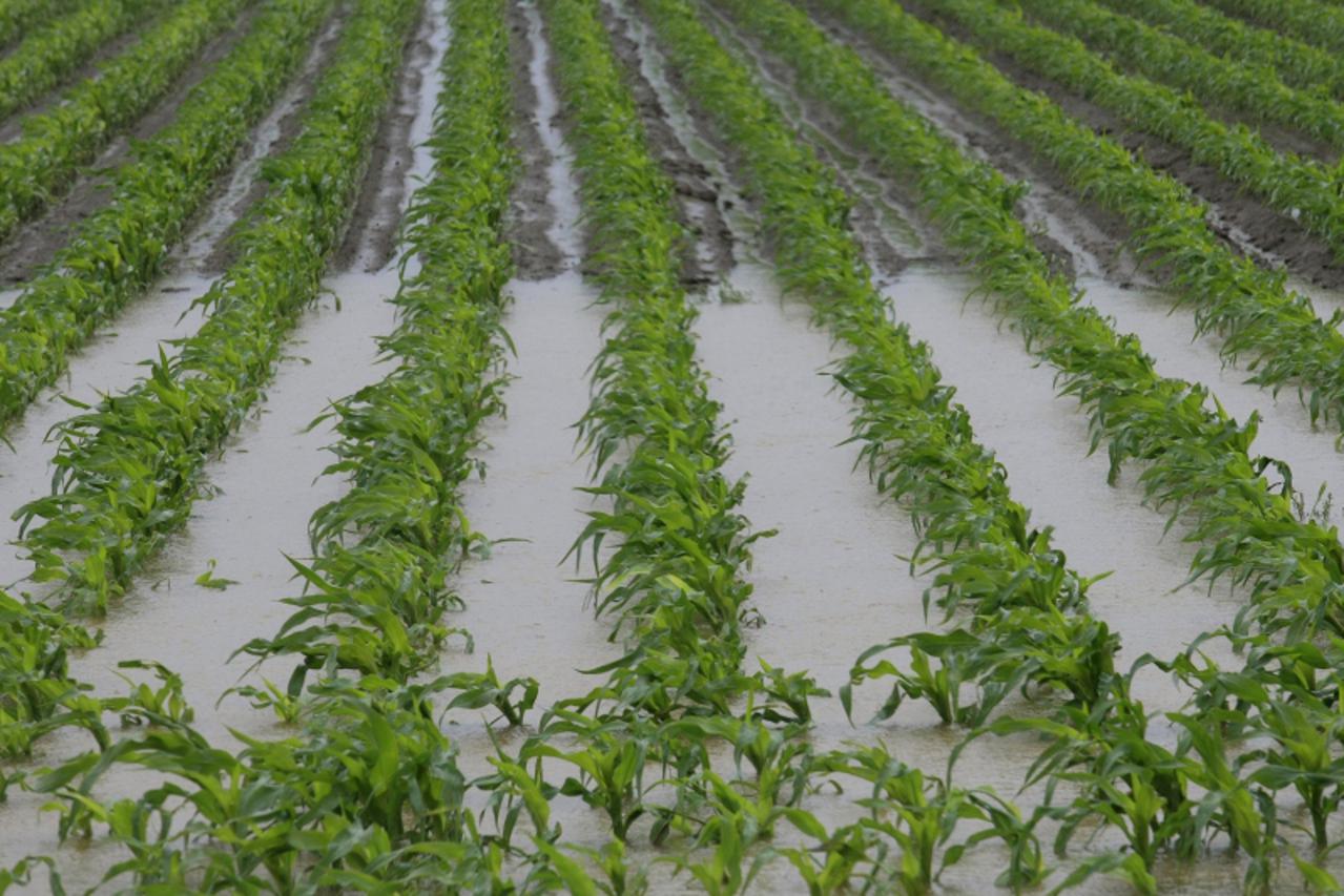 '01.06.2010,velike kolicine kisnice na poljoprivrednim povsinma u slavoniji,kukuruz pod vodom Photo: Davor Javorovic/PIXSELL'