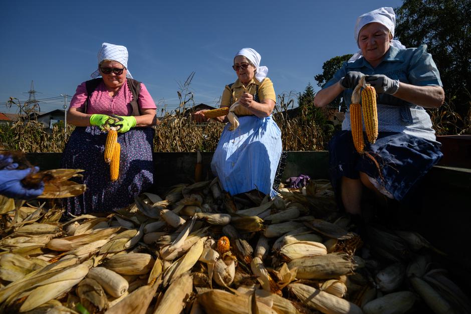 Vrbovec Samoborski: Članovi udruge Etno Fletno ručno beru kukuruz