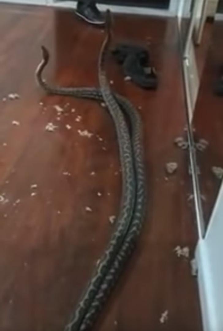 Hvatačica zmija Lana Field snimila je u  australskom Brisbaneu dva pitona koji su upali kroz strop u spavaću sobu te su nastavili svoju borbu. U nastavku pogledajte video...