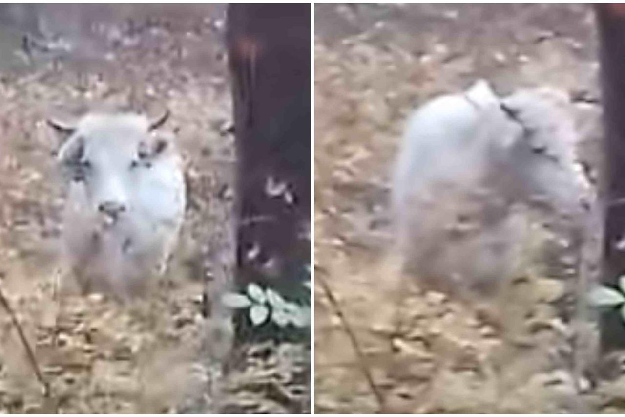 Bik Joza pobjegao je u šumu