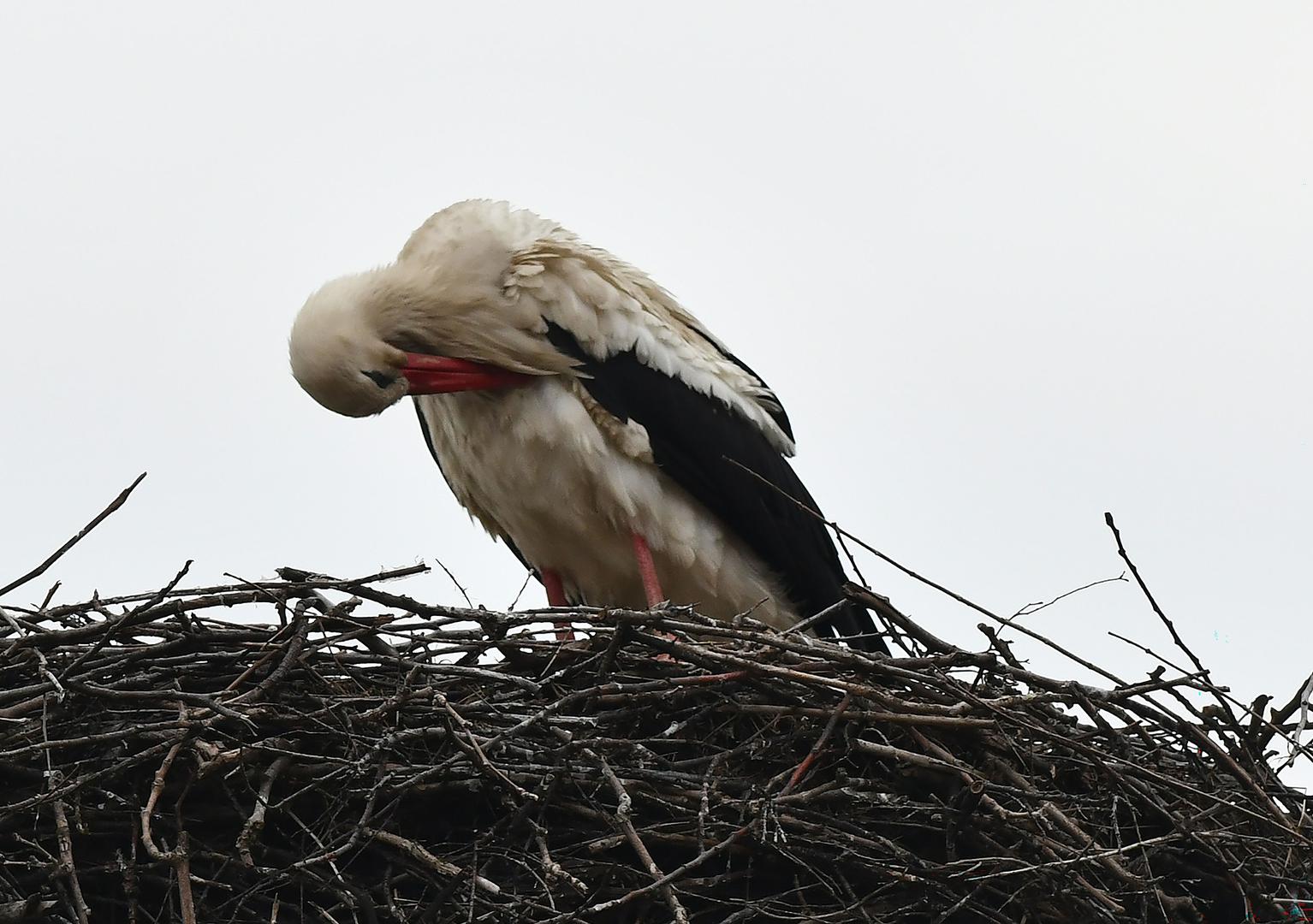 Iznenađenje je bilo potpuno. "Nisu mi htjeli reći što planiraju. Poklonili su nam taj primjerak i sada, eto, to je uspomena na 25 godina od dolaska njegovog", objašnjava Vokić. 