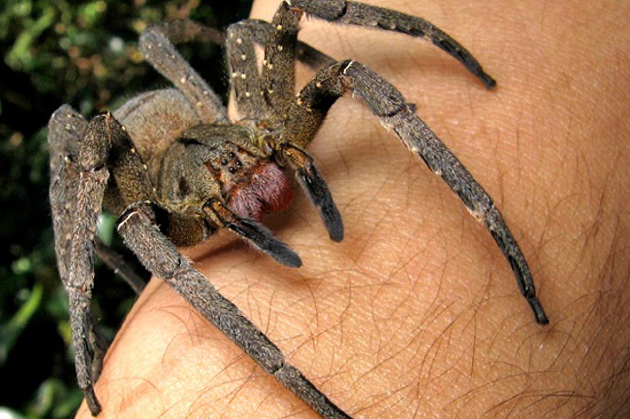 Phoneutria