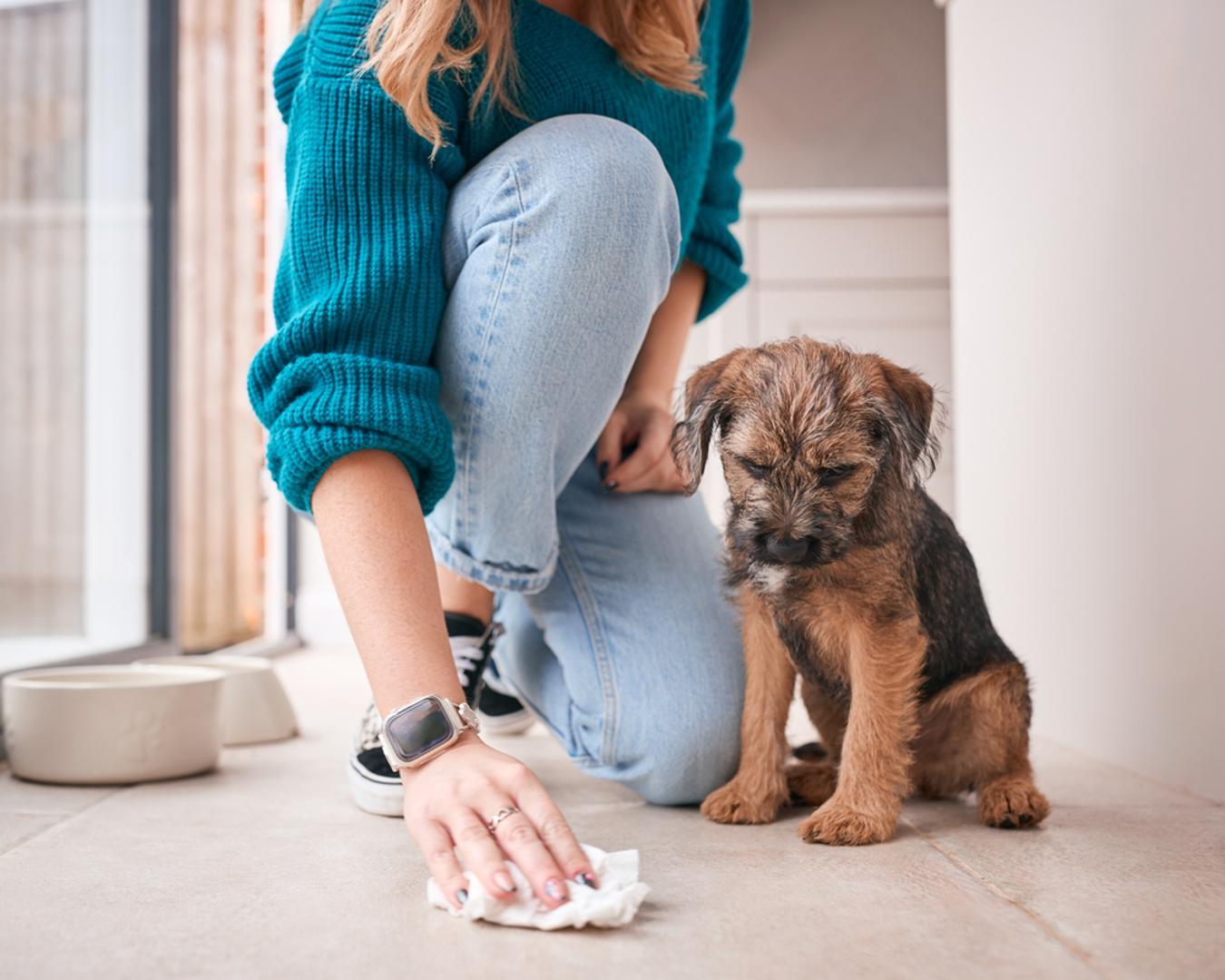 Sredstva za čišćenje i dezinfekciju: U prvim tjednima nezgode su neizbježne, pa je važno imati pripravna sredstva koja brzo neutraliziraju mirise i uklanjaju mrlje. Birajte proizvode sigurnije za životinje, bez agresivnih kemikalija koje bi im mogle naštetiti.