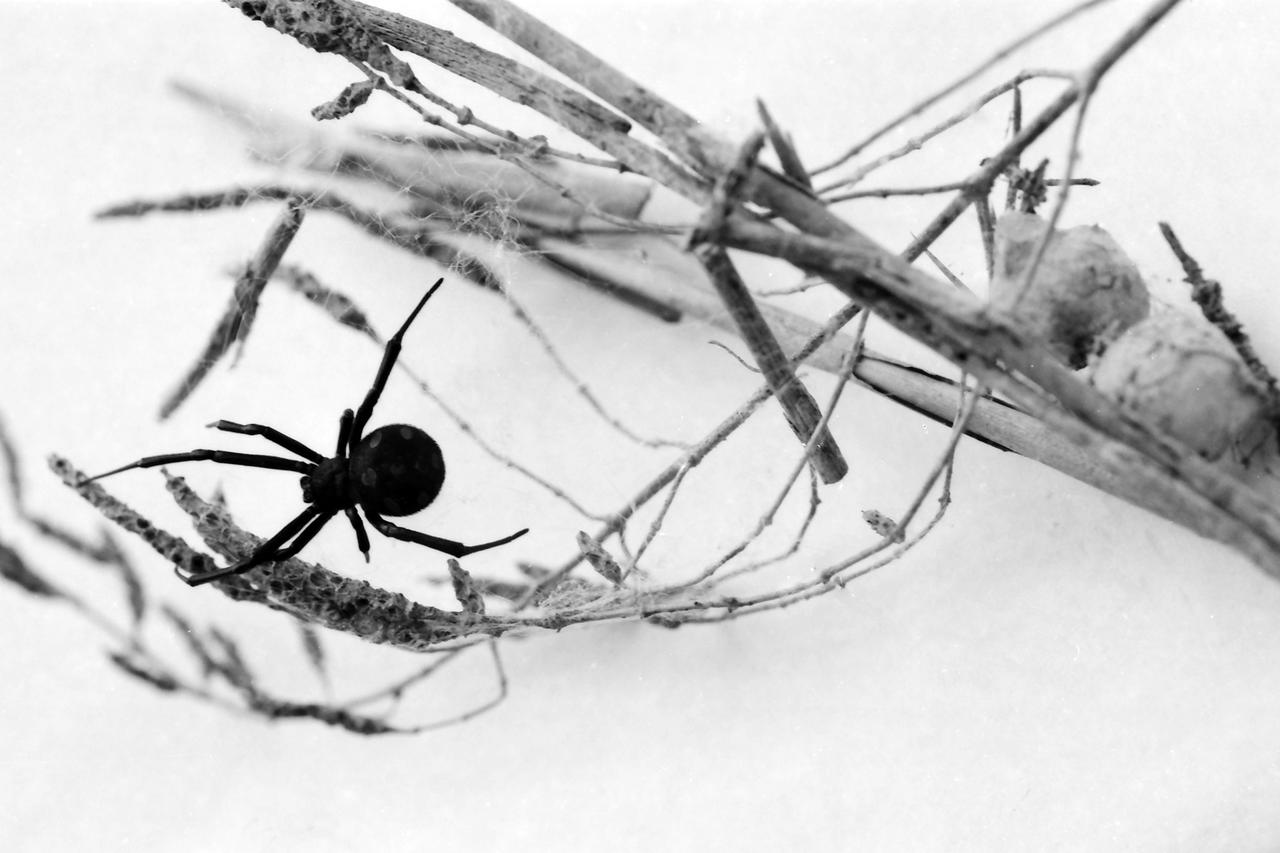 Zagreb: Pauk Crna udovica, 18.07.1996.