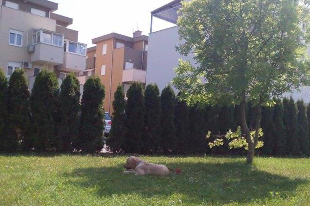 Maša