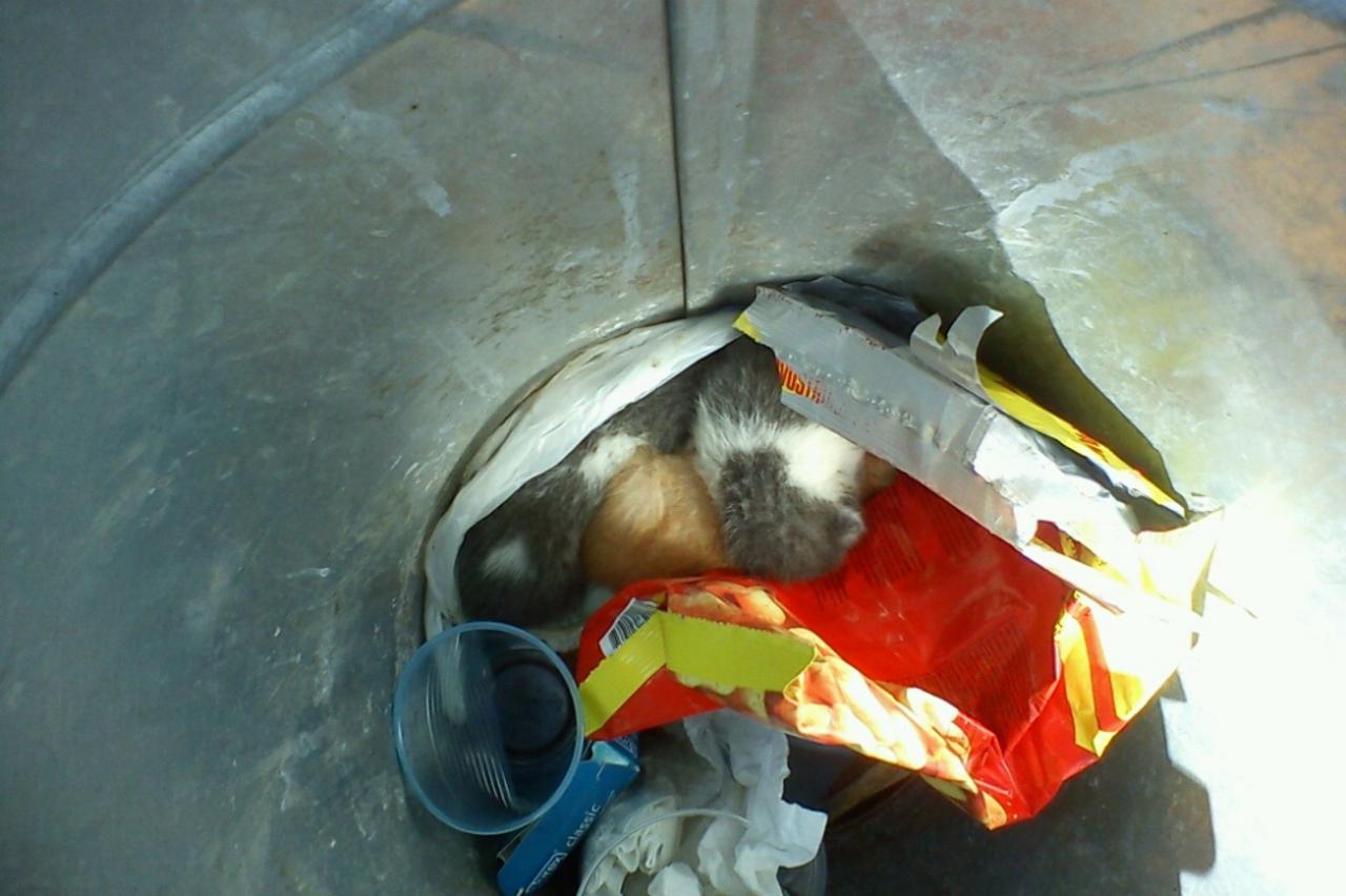 Mačići s Dotrščine (1)