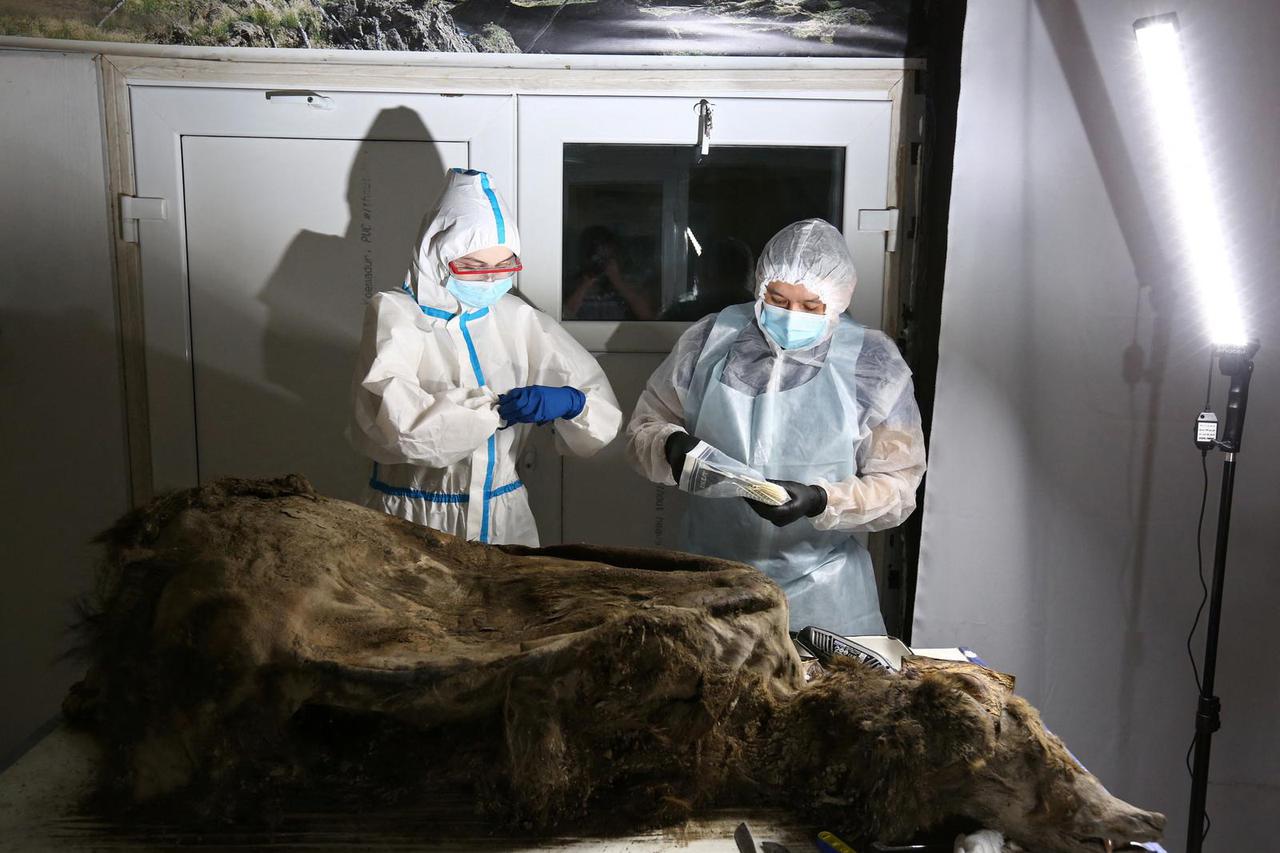 Scientists study the carcass of a fossil brown bear found in the permafrost, in Yakutsk