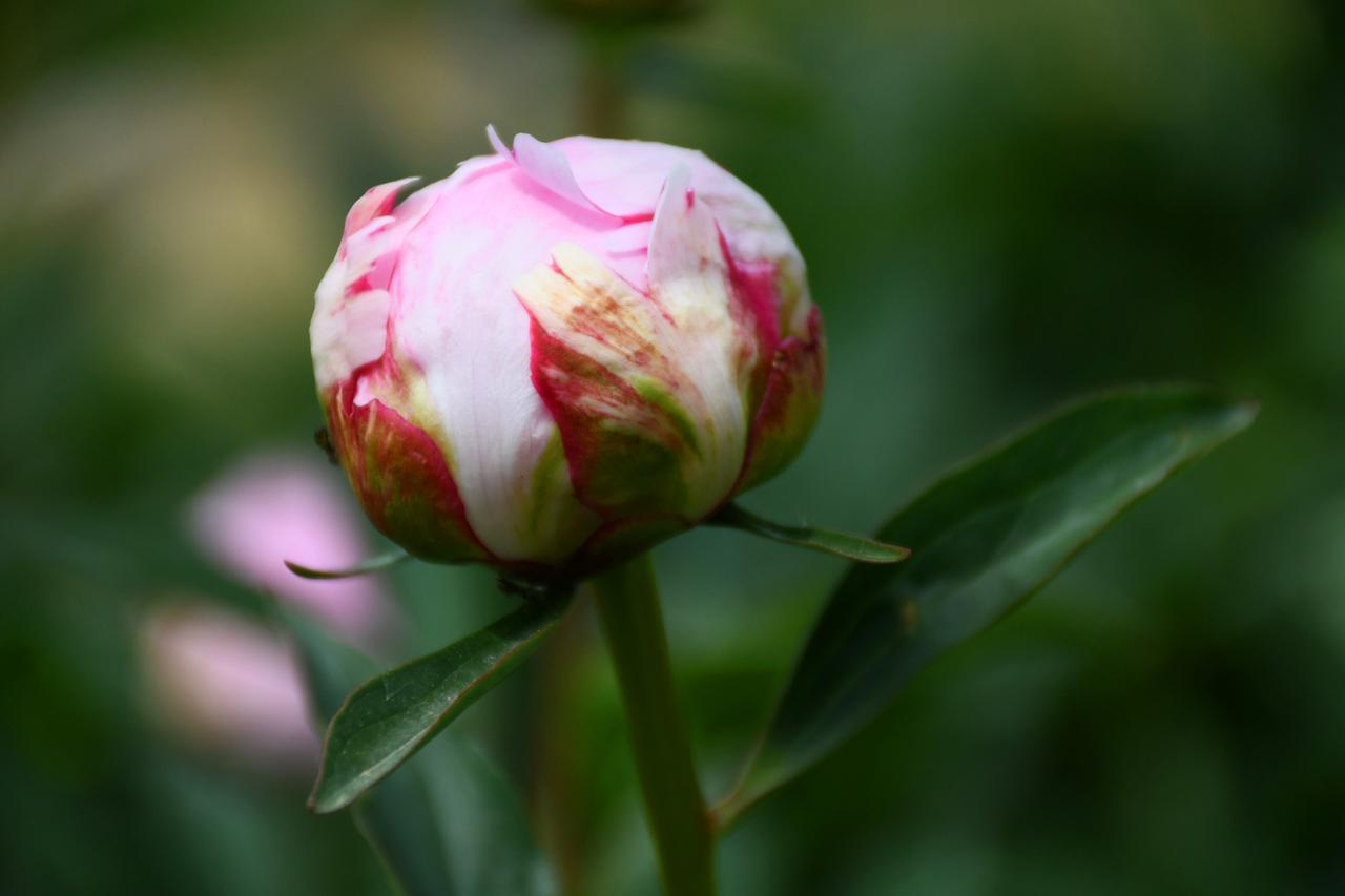Kovačevac: OPG Ledinski trpi ogromne štete jer im propada cjelogodišnji urod božura