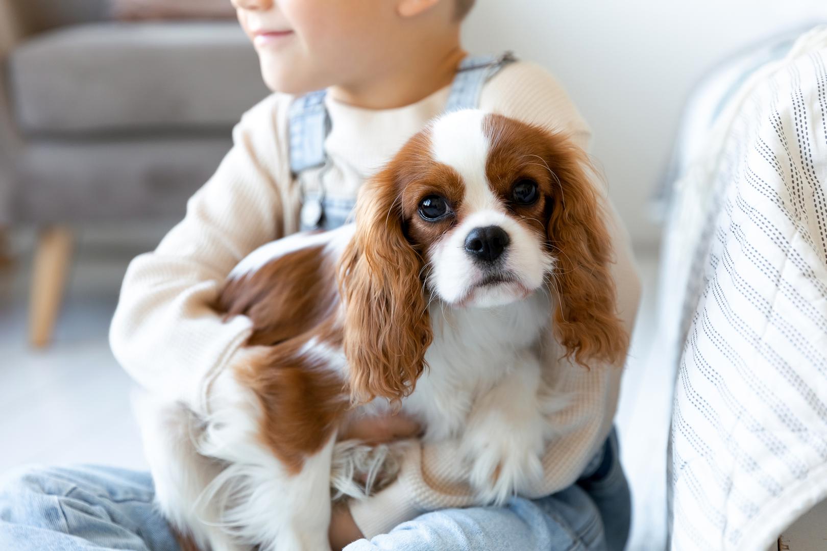 6. Kavalirski španijel kralja Charlesa: Dr. Hunt je opisala ove pse kao "maze koji se dobro slažu s djecom" jer su i privrženi i slatki. Kada se pravilno socijaliziraju, tada su fantastični s djecom i drugim kućnim ljubimcima te uživaju biti dio obiteljskog života. Međutim, ovi psi se ne snalaze dobro kada se dulje vrijeme ostavljaju sami jer mogu razviti separacijsku anksioznost.