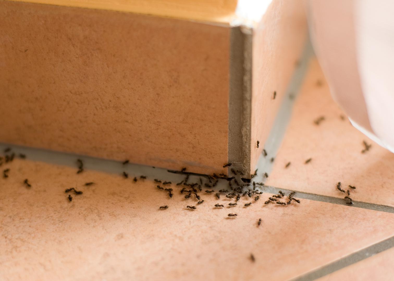 Mravi - Iako ih možda ne vidite, oni su stanovnici svih domova. Hrane se mrvicama hrane koja vam ispadne na pod, a obožavaju sve što sadrži bilo koju vrstu šećera.