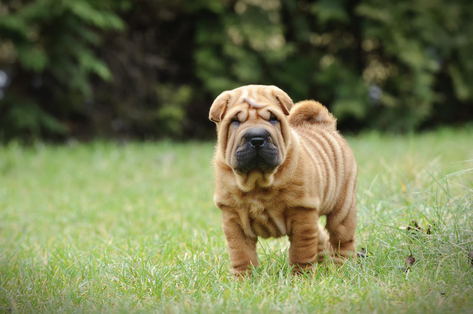 4. Shar Pei: Oba veterinara složila su se da ne bi imali Shar Peija. "Općenito je to pasmina koja mi se osobno ne sviđa. Ali opet, ima puno zdravstvenih problema i puno problema u ponašanju. Zbog svog zdravlja osjećaju bol i nelagodu i to ih čini mrzovoljnima", objasnila je dr. Cat. Ben je također naglasio kako često pate od problema s kožom i očima zbog naborane kože. "Toliko su naborani da im se kapci moraju pričvrstiti kako im dlaka ne bi ulazila u oči. Stalno imaju problema s kožom i imaju malene, uske ušne kanale. Kod veterinara često pokušavaju 'odgristi' lica zaposlenicima", rekao je Ben.