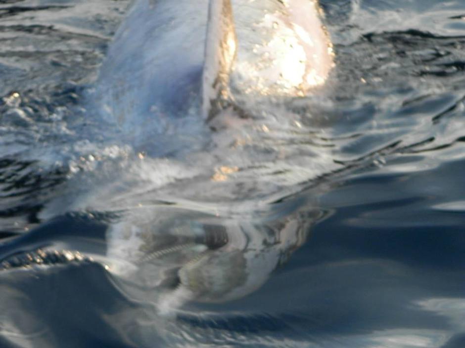 dobri dupin,lešina,Lokrum