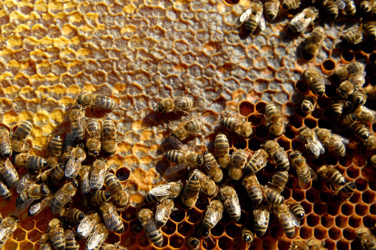 Više od meda pčele