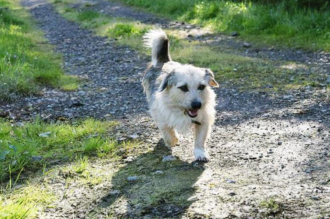 Merlin