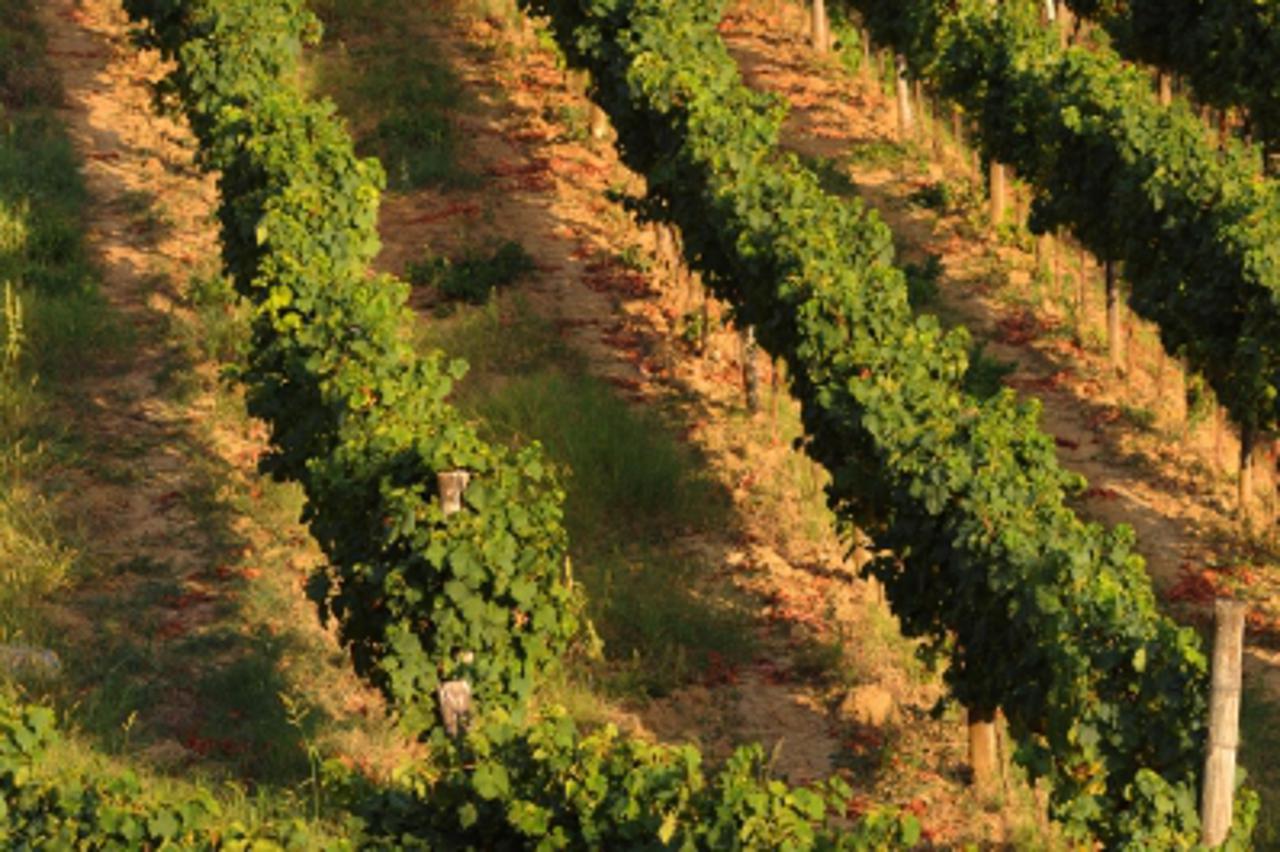 'vinograd'