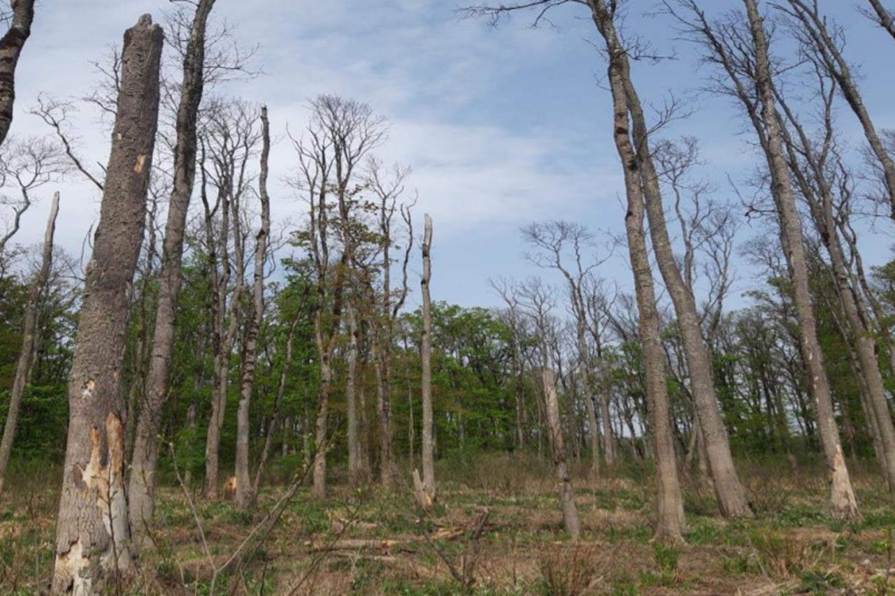 Satelitskim podacima do zaštite šuma poljskog jasena od izumiranja