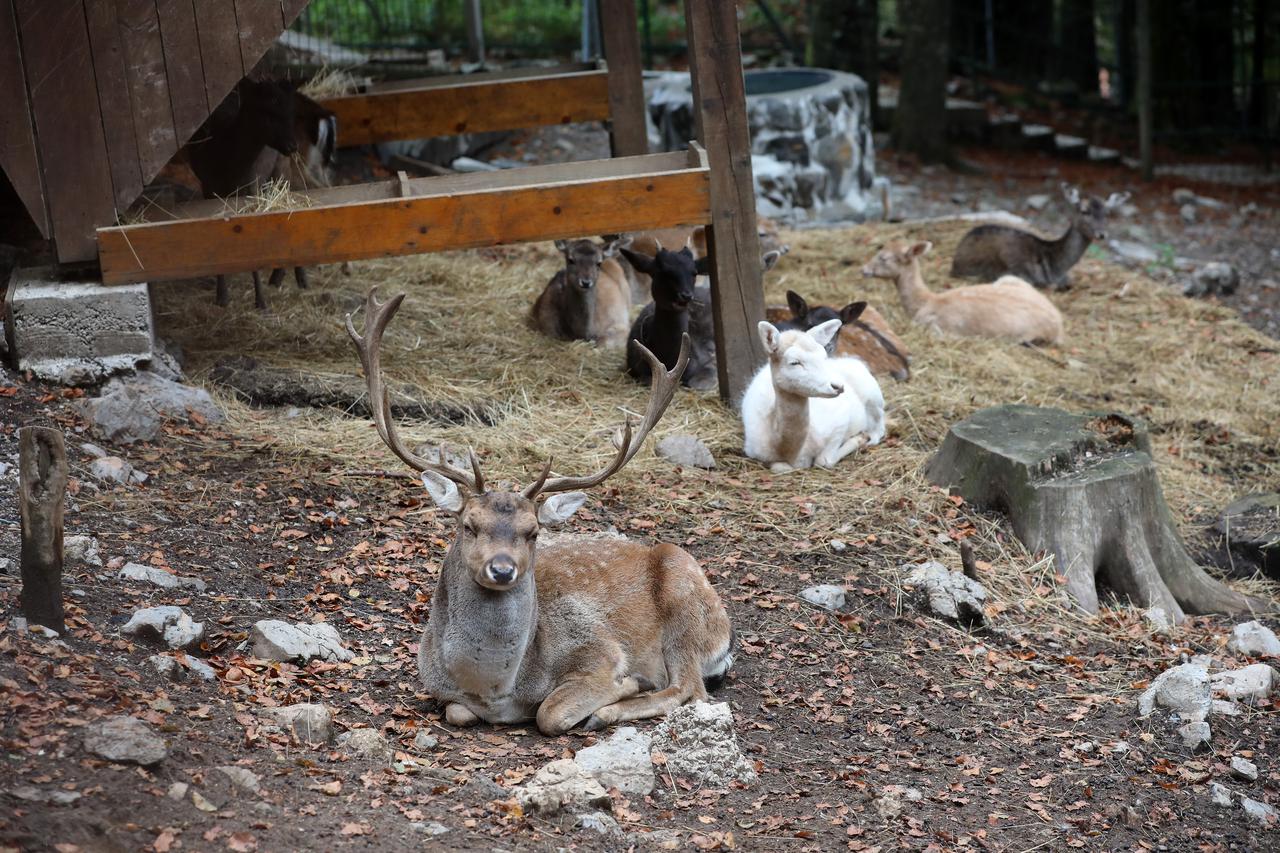Delnice: Jeleni lopatari u park šumi Japlenski vrh