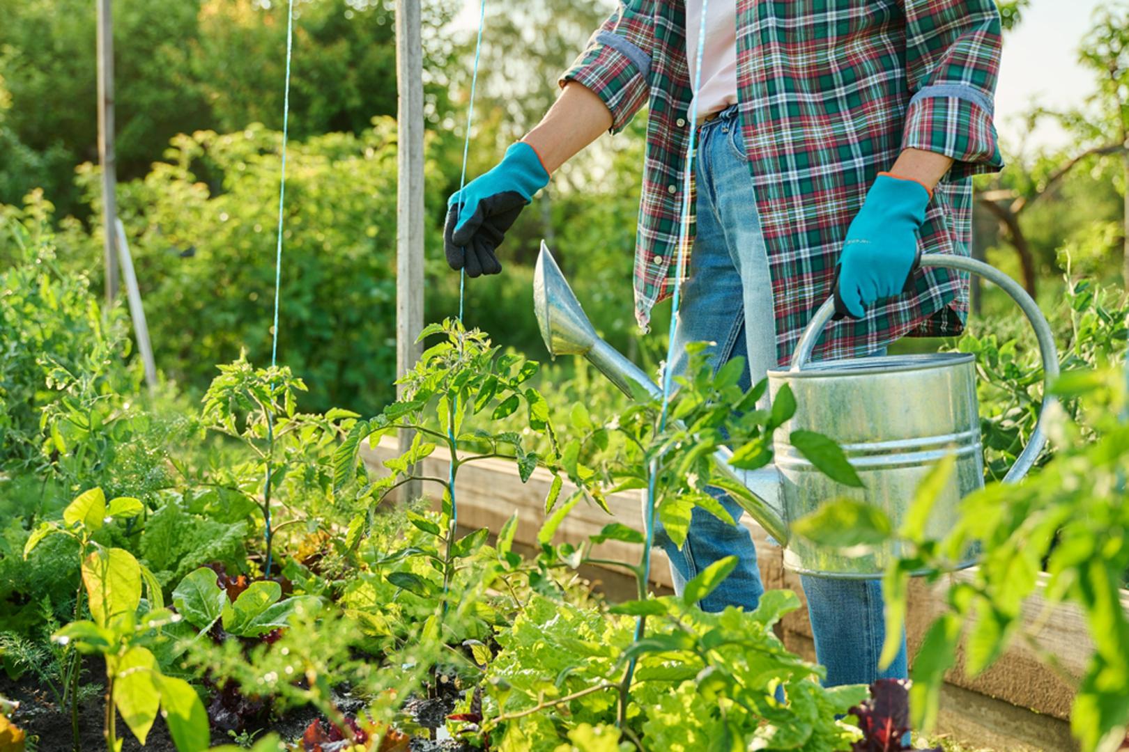 Sjeme je najbolje sijati rano ujutro ili predvečer, a gredice nakon sjetve redovito i nježno zalijevati kako se ne bi stvorila tvrda pokorica. Srpanjska sjetva tako može produljiti sezonu i osigurati svježe povrće dugo nakon što završi glavna ljetna berba.