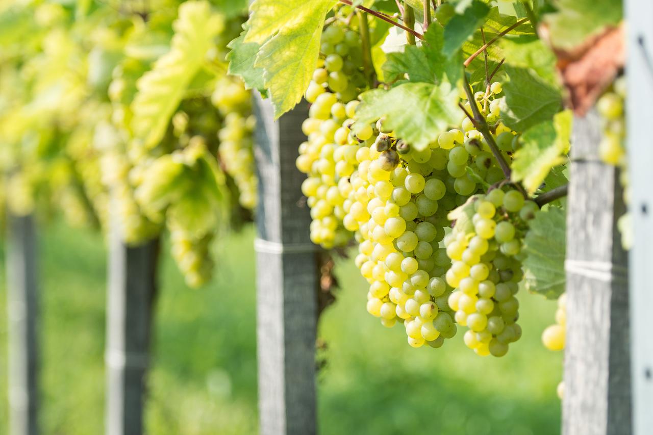 Proizvodnja vina u kaznionici Lepoglava