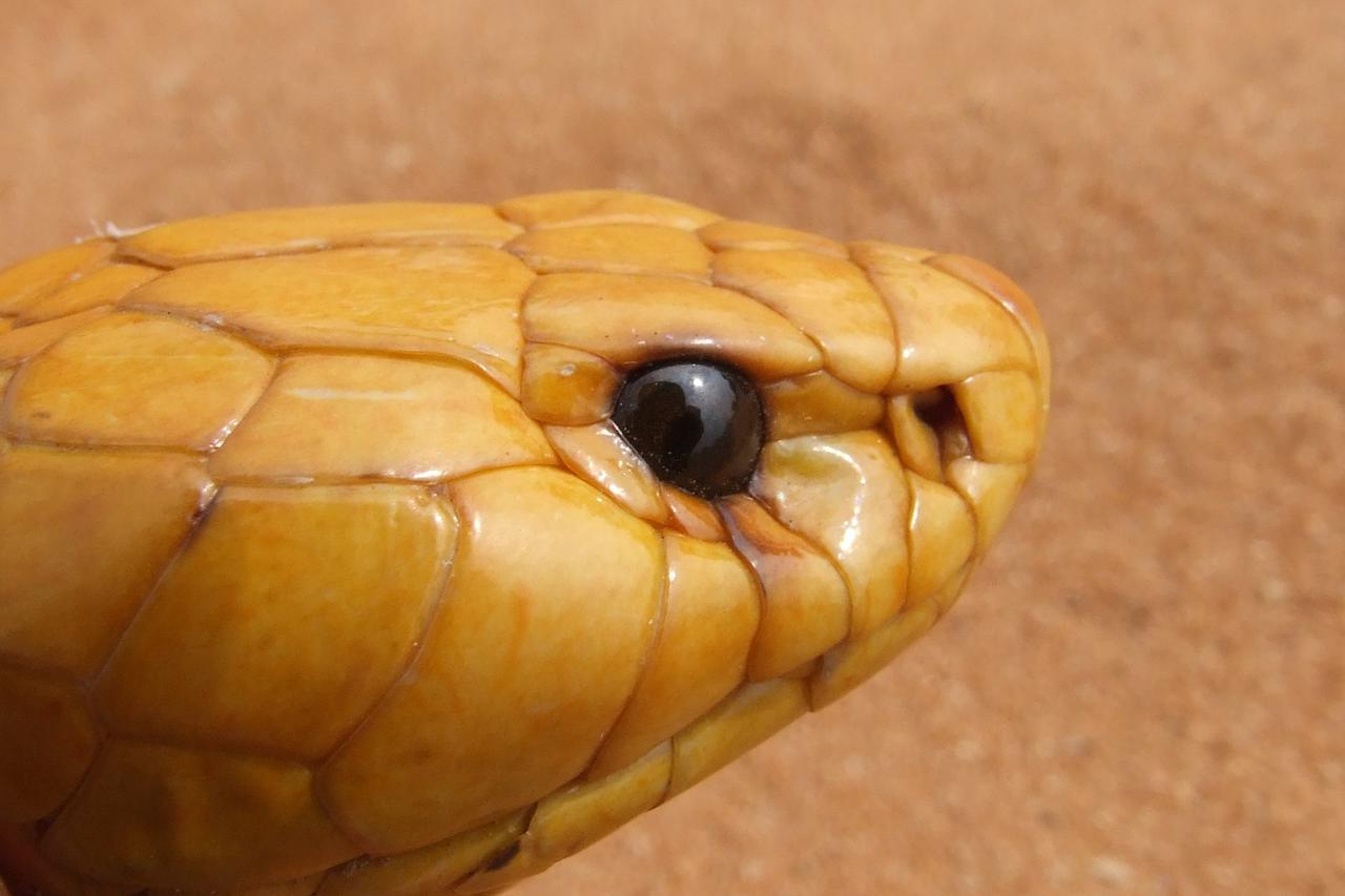 Žuta kobra