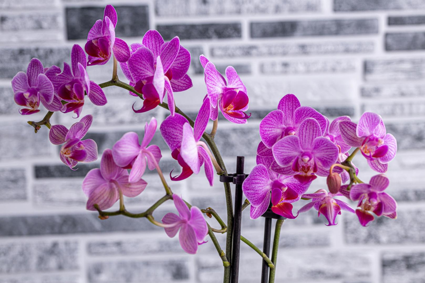 Orhideja (Phalaenopsis): Orhideje su jedne od najpopularnijih sobnih biljaka na svijetu. Vrsta Phalaenopsis može cvjetati i nekoliko mjeseci, a uz pravilnu njegu cvate i više puta godišnje. Osim što su elegantne i dolazi u raznim bojama pa imate širi izbor, sigurne su i za mačke i pse. Voli veće razine vlage, a potrebno ju je zaliti kad joj korijenje postane na sivkasto-zeleno i naborano.
